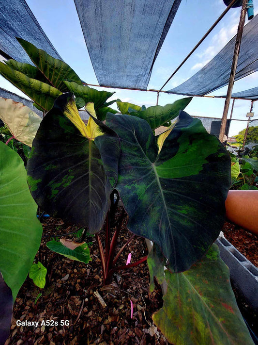 colocasia luna eclipse