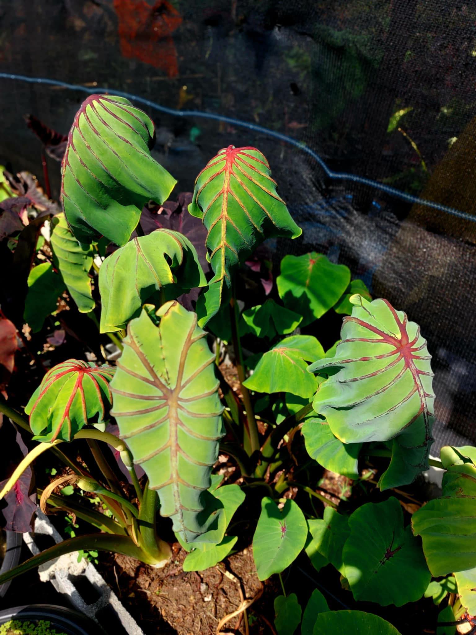 Colocasia cleopatra