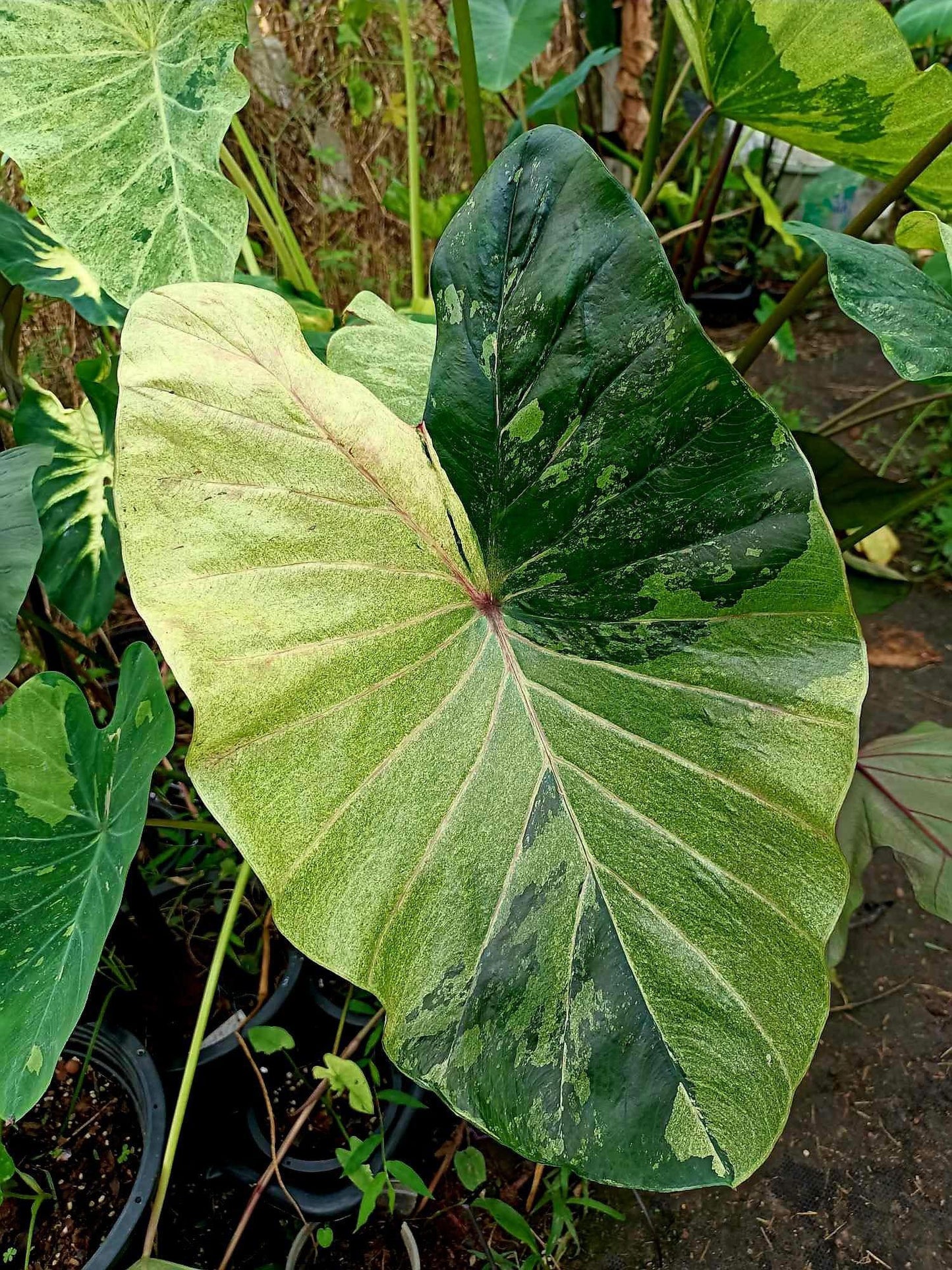 Colocasia green gossy