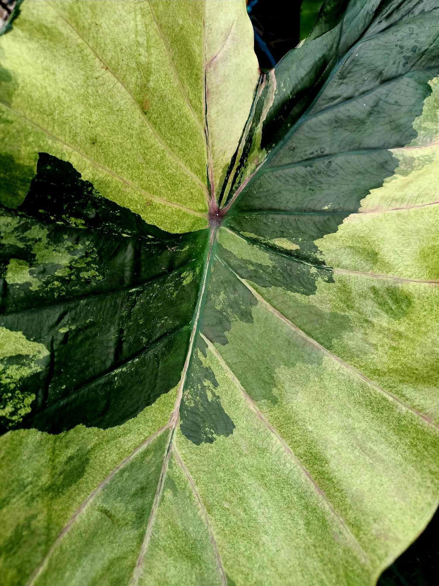 Colocasia green gossy