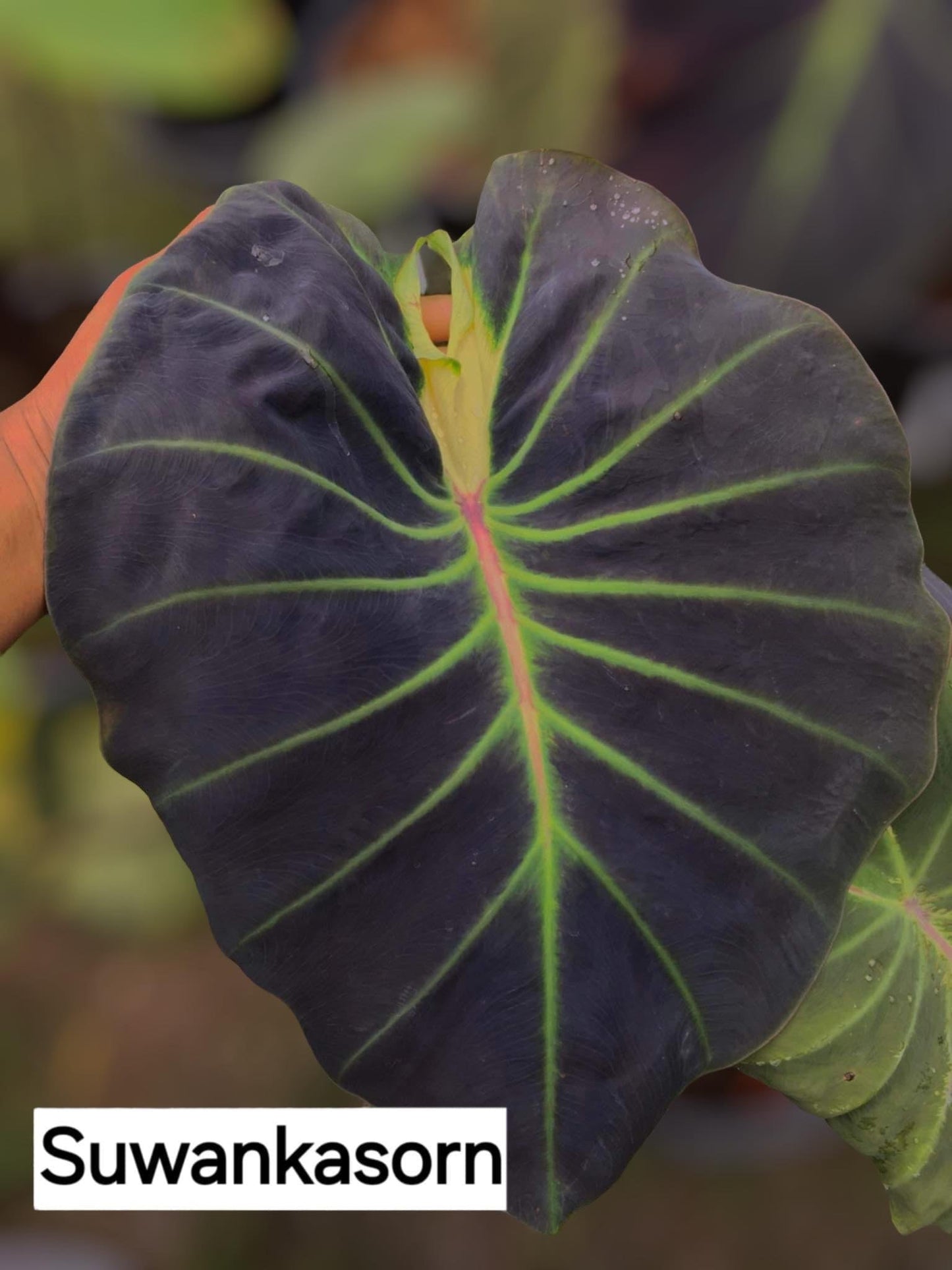 colocasia suwankasorn