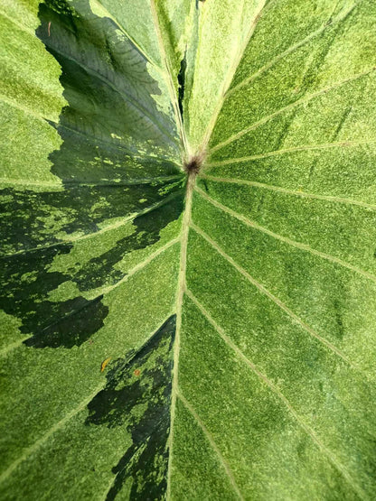 Colocasia green gossy