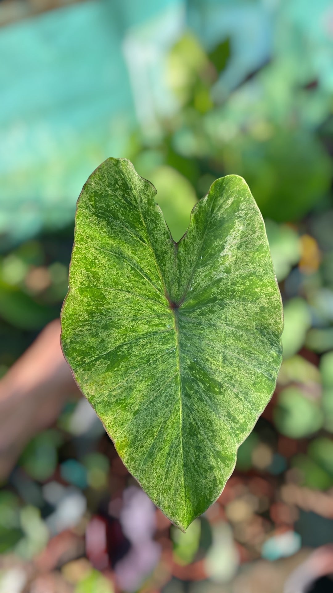 colocasia pink andaman