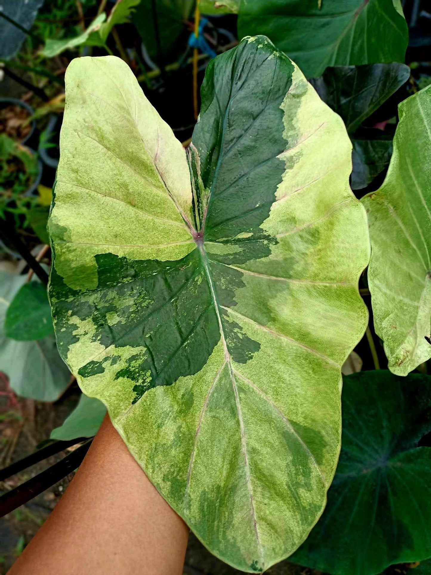 Colocasia green gossy