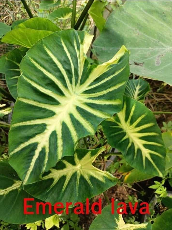 Colocasia emerald lava