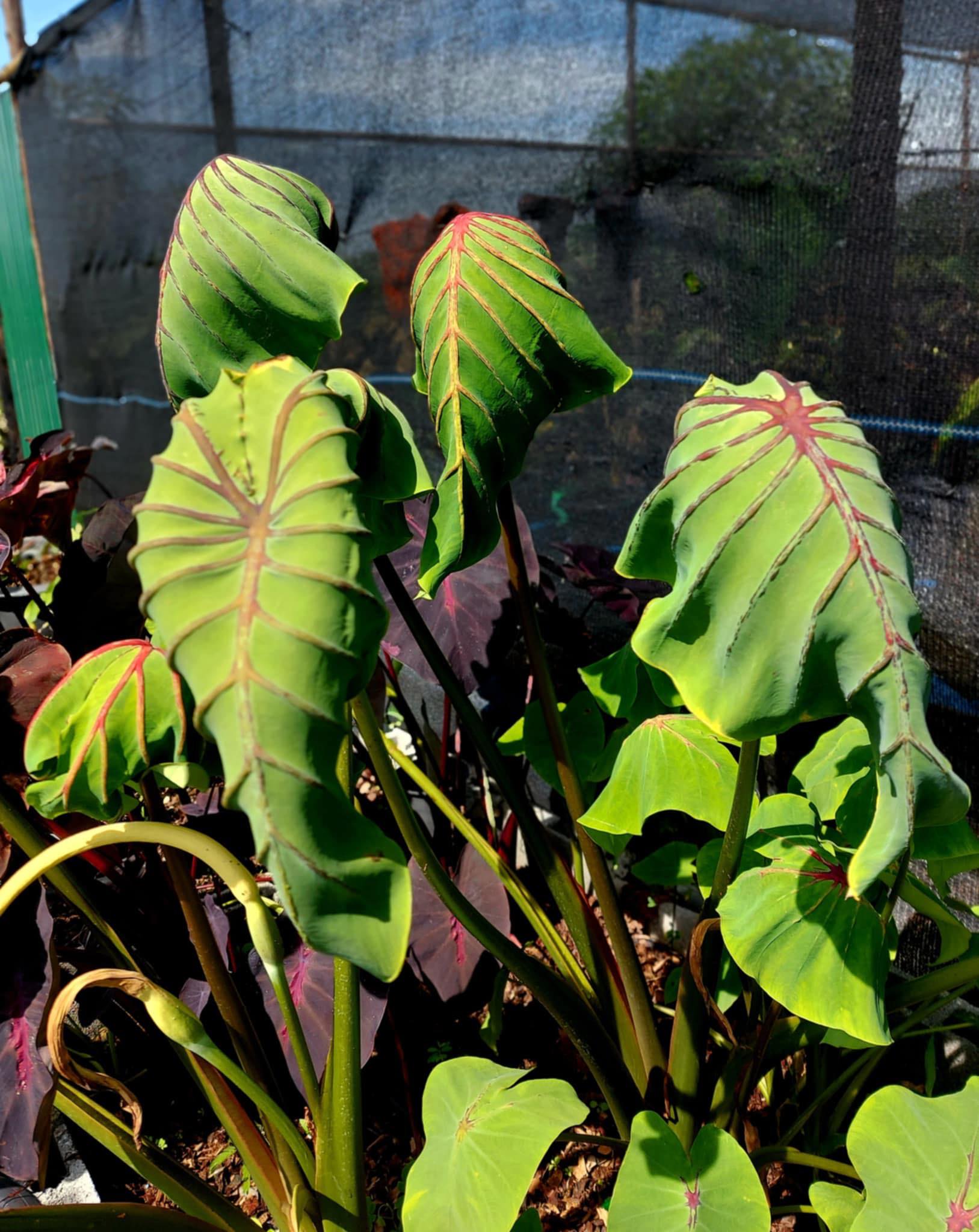 Colocasia cleopatra