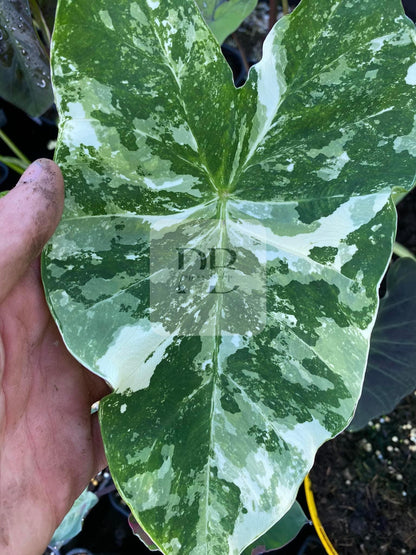 Colocasia kirimas