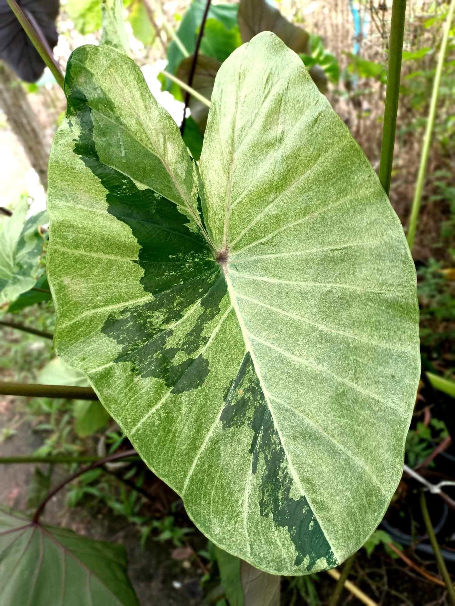 Colocasia green gossy