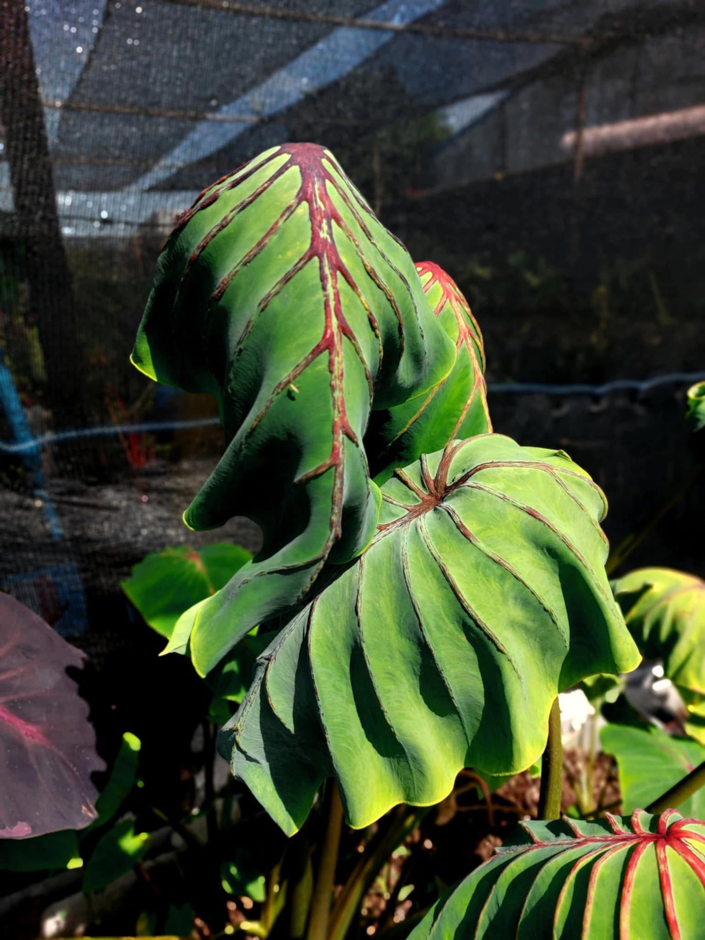 Colocasia cleopatra