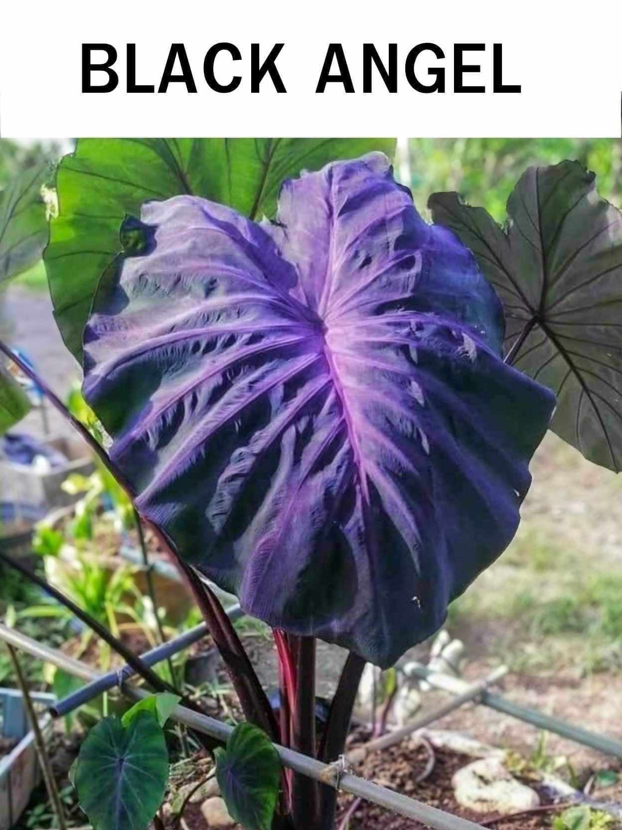 colocasia black angel