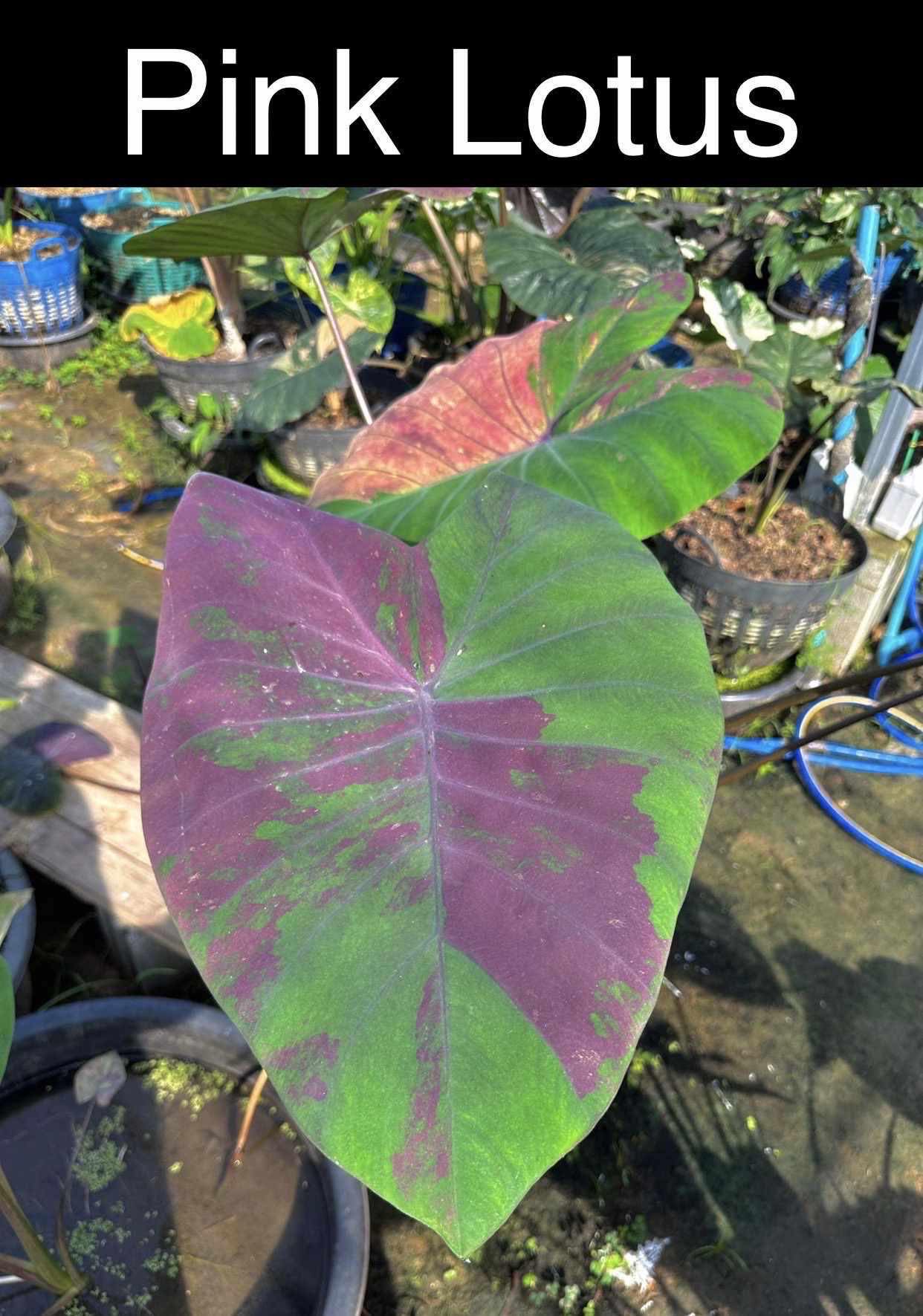 colocasia pink lotus