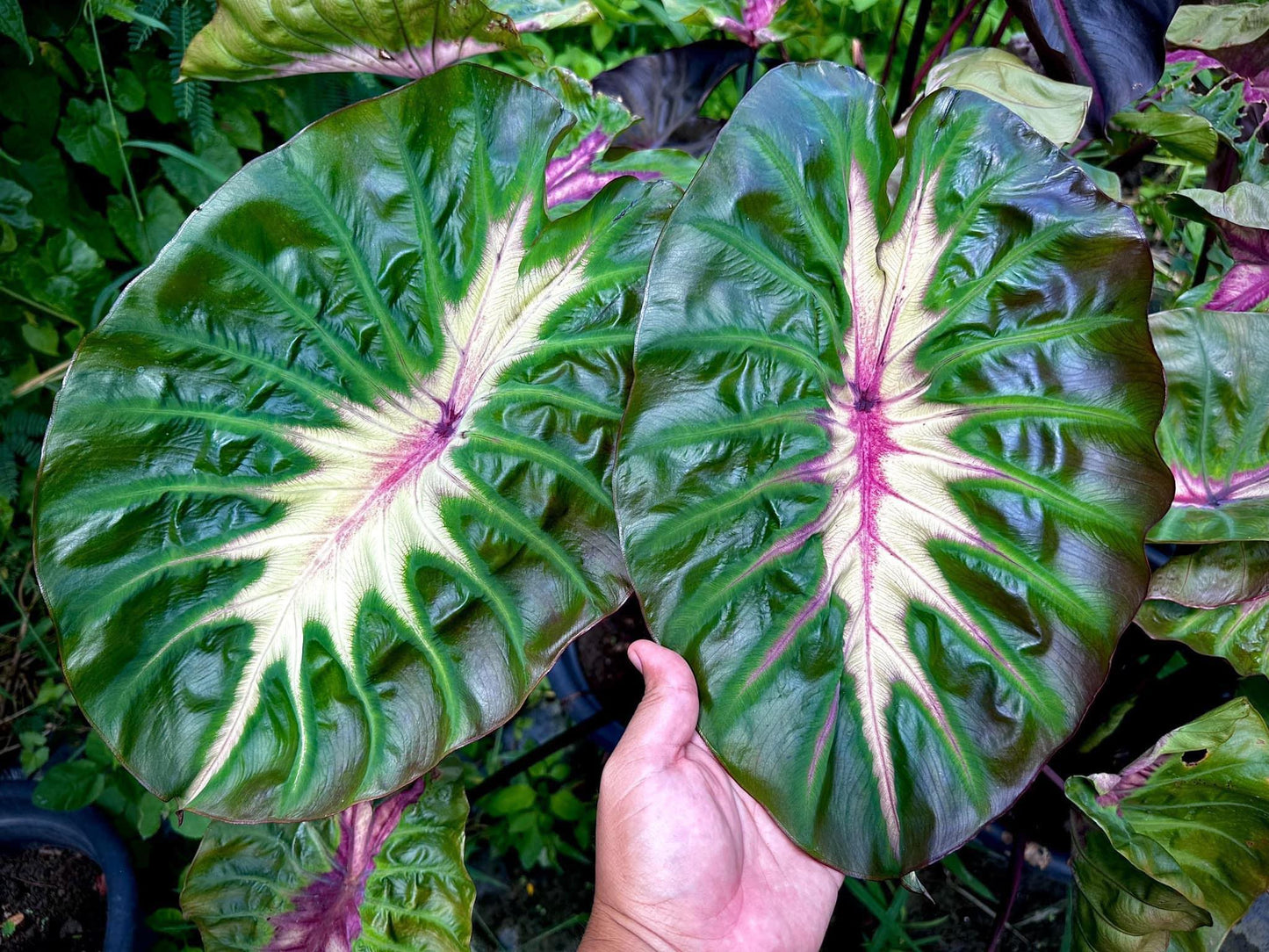 colocasia spirit of pharaon