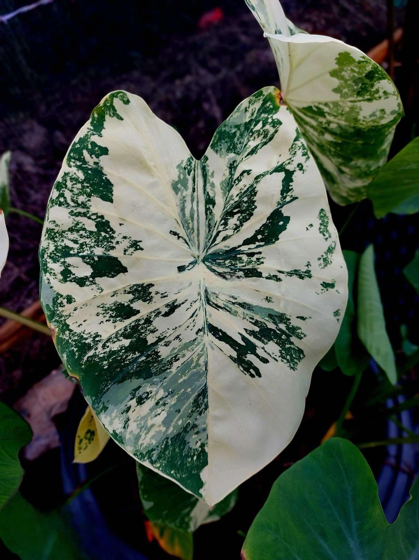 colocasia white tiger