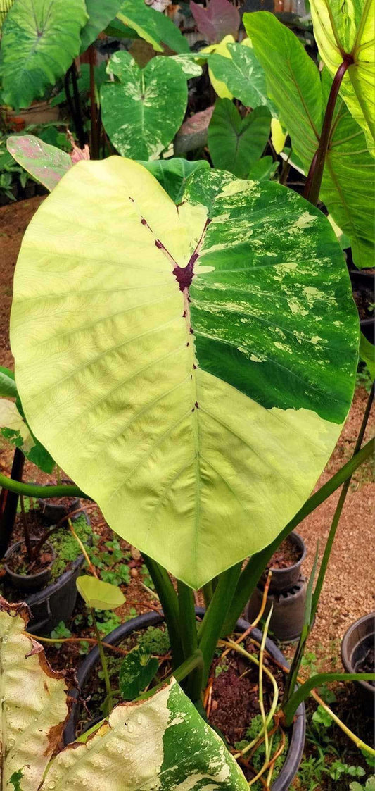 colocasia pharaon white