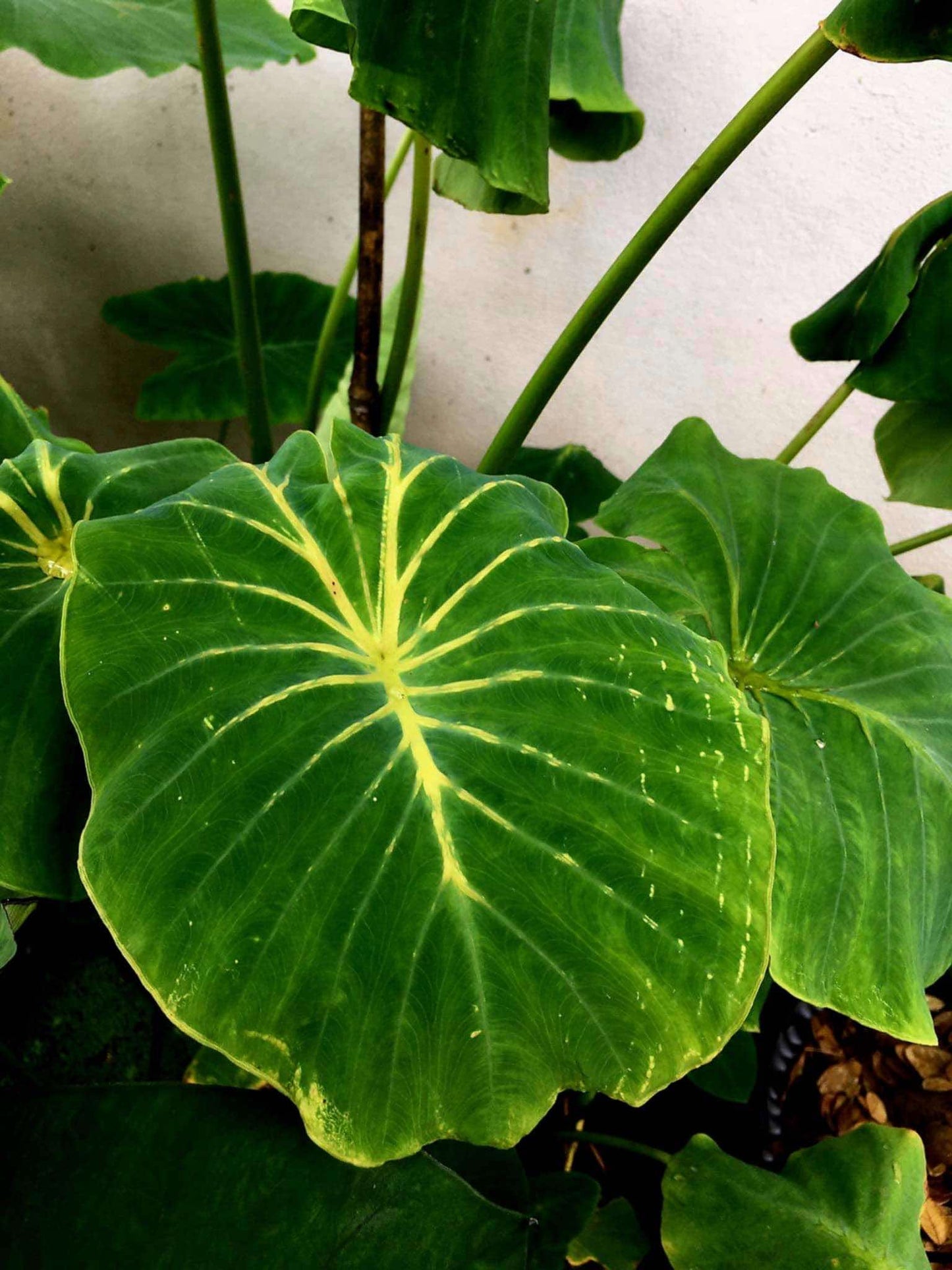 colocasia yellow window