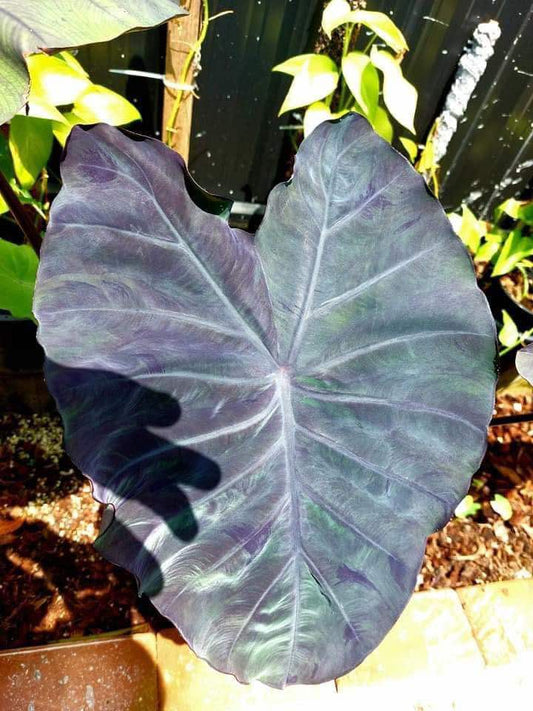 colocasia giant grey