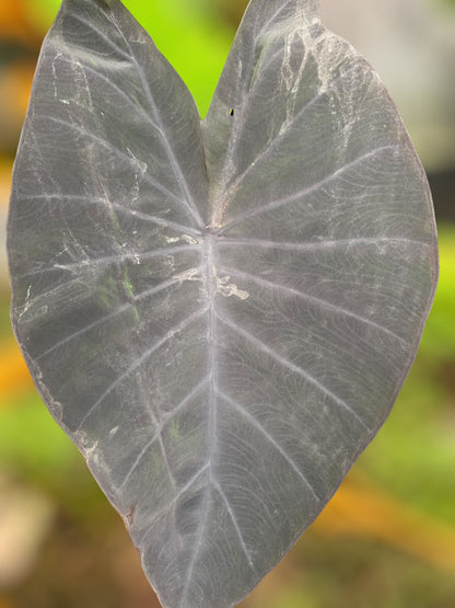 Colocasia phet pusa