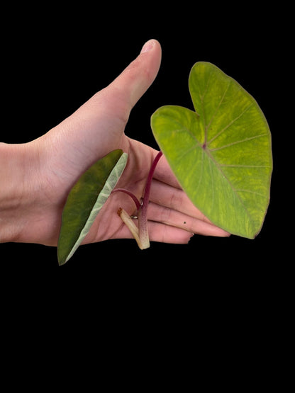 Colocasia pink china