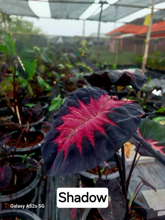 colocasia shadow