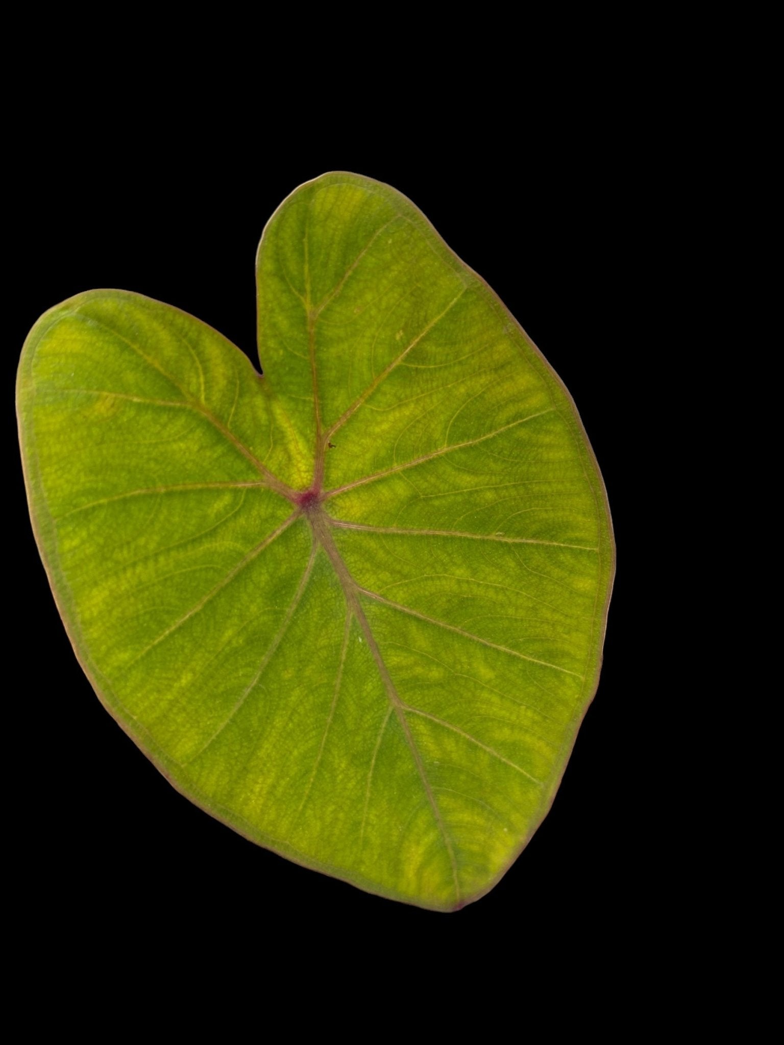 Colocasia pink china