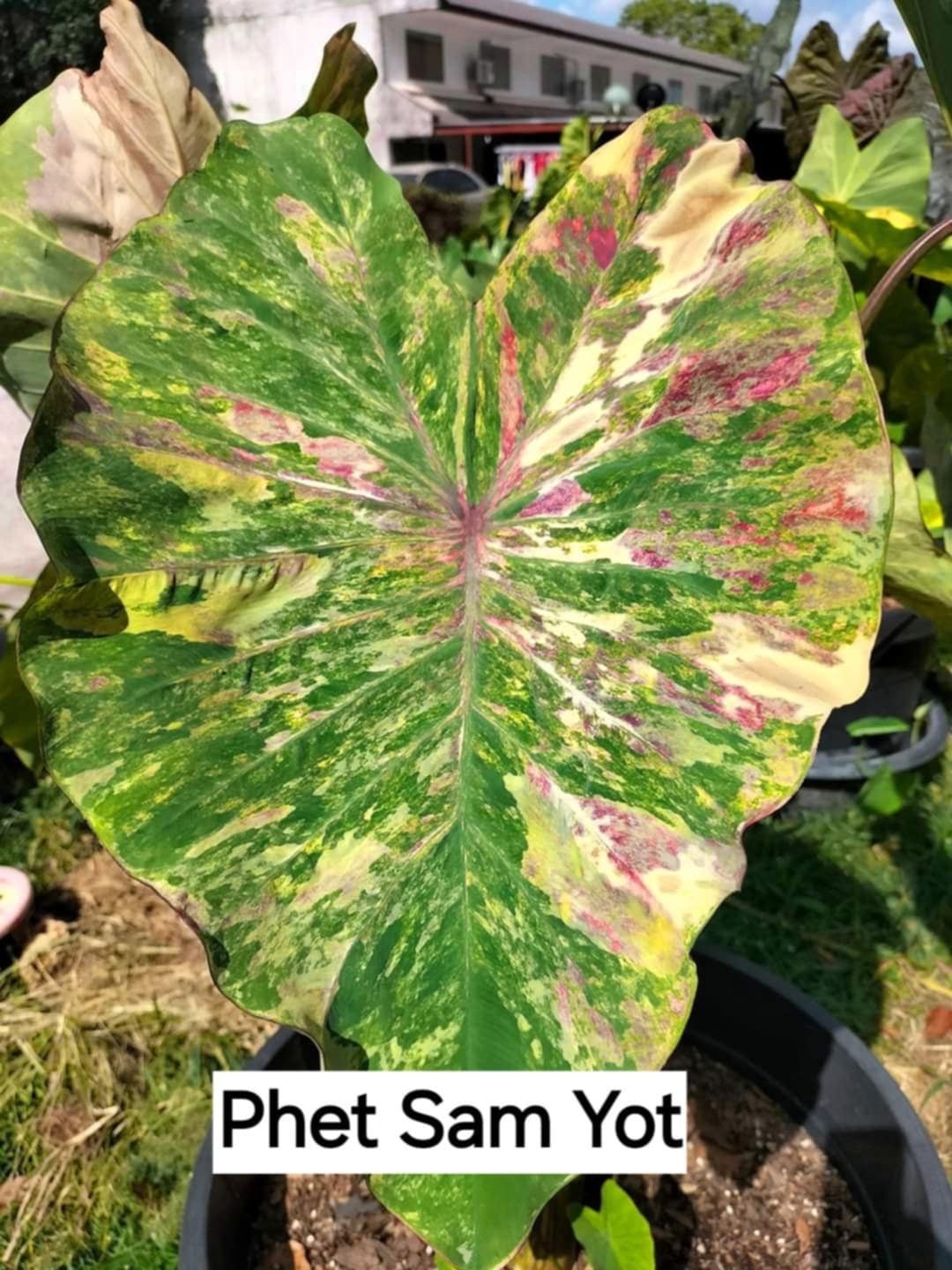 Colocasia phet sam yot