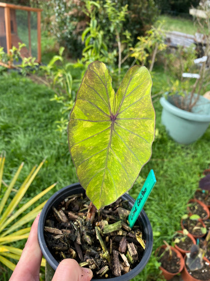 Colocasia lime gecko