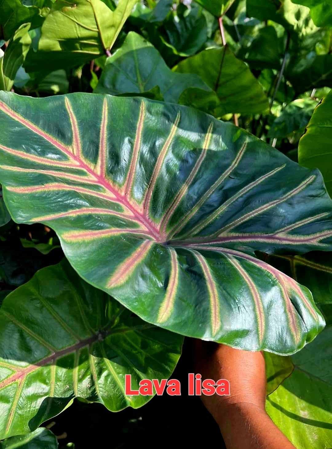 Colocasia lava lisa