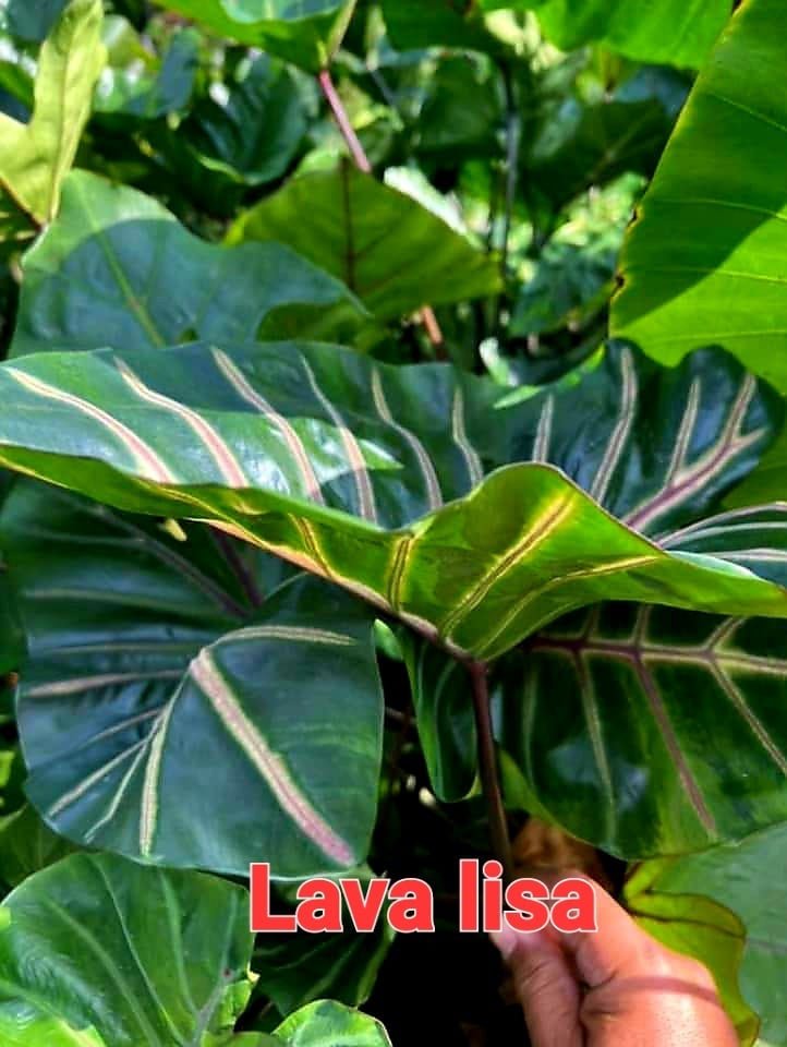 Colocasia lava lisa