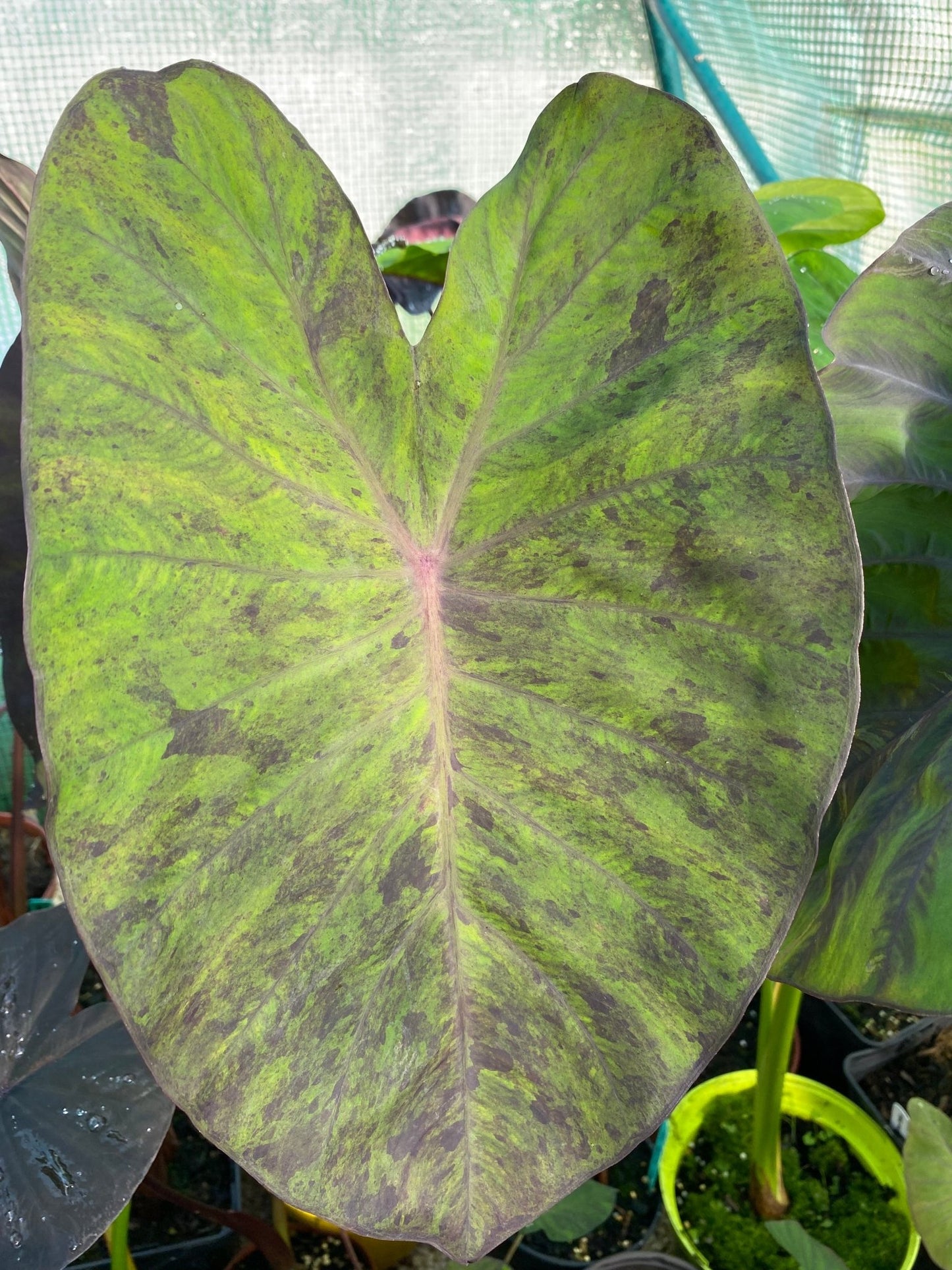 Colocasia black first