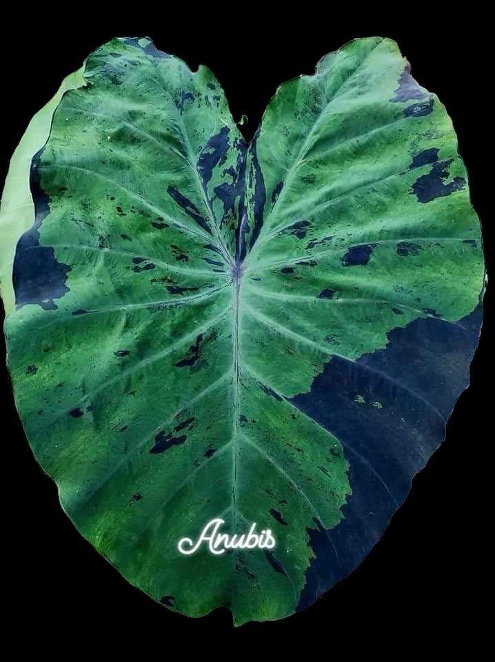 Colocasia Anubis