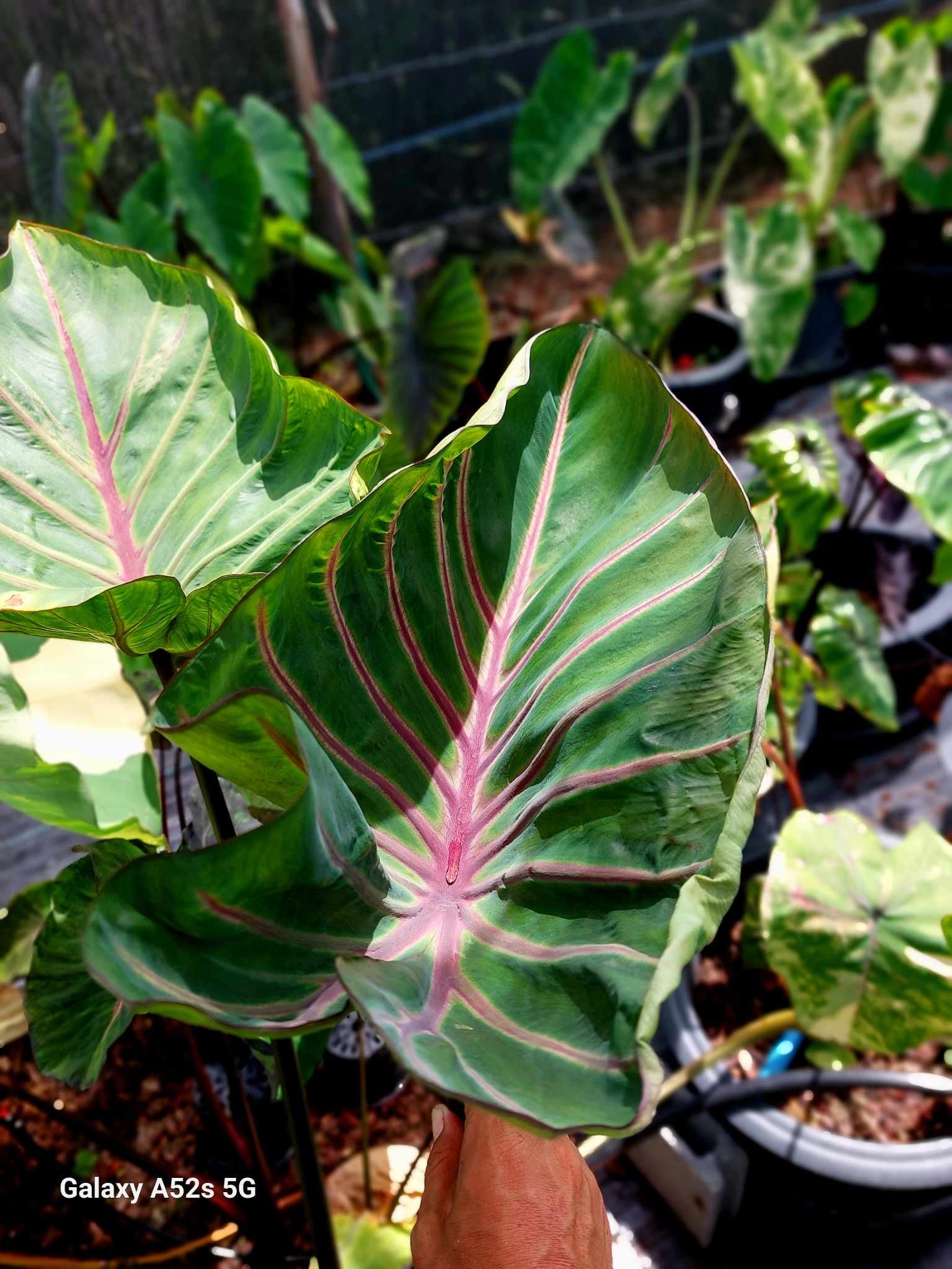 Colocasia lava lisa