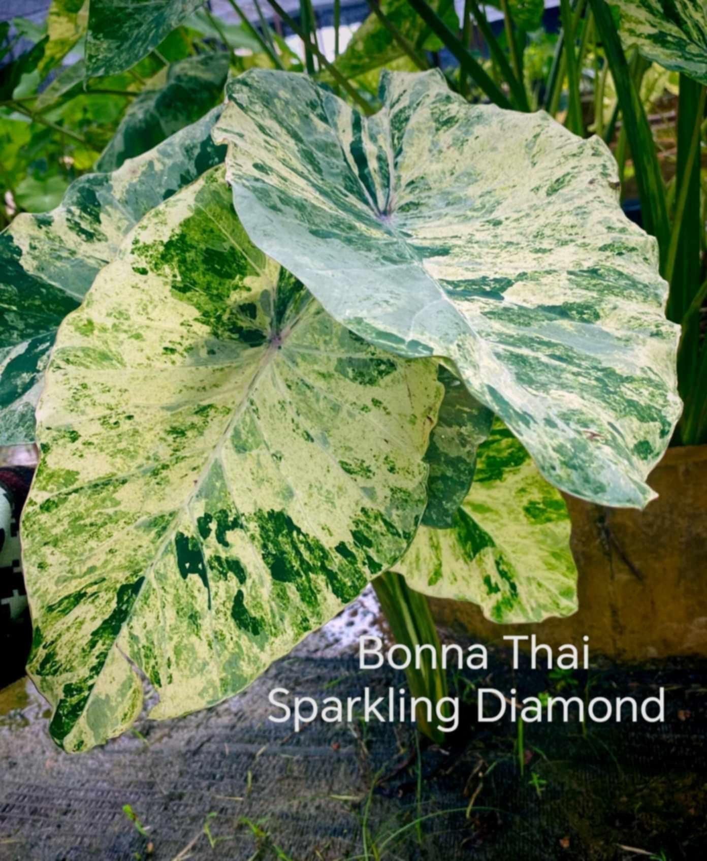 Colocasia bonna thaï sparking Diamond