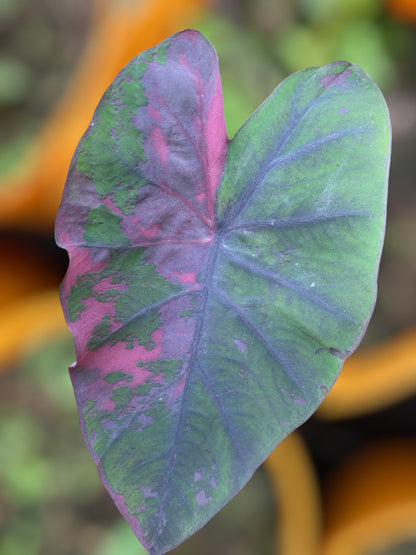 Colocasia phet pusa