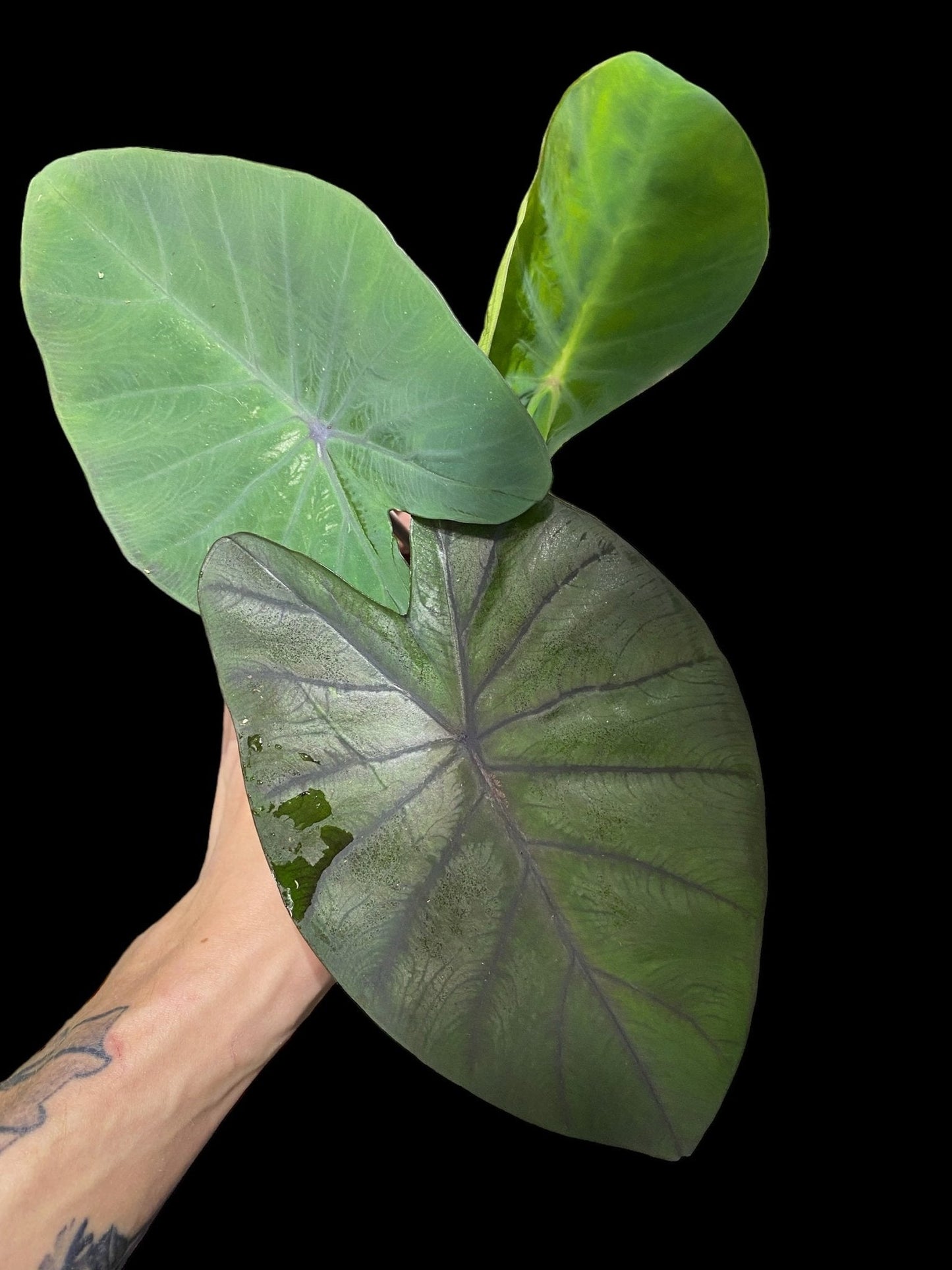 colocasia raptor