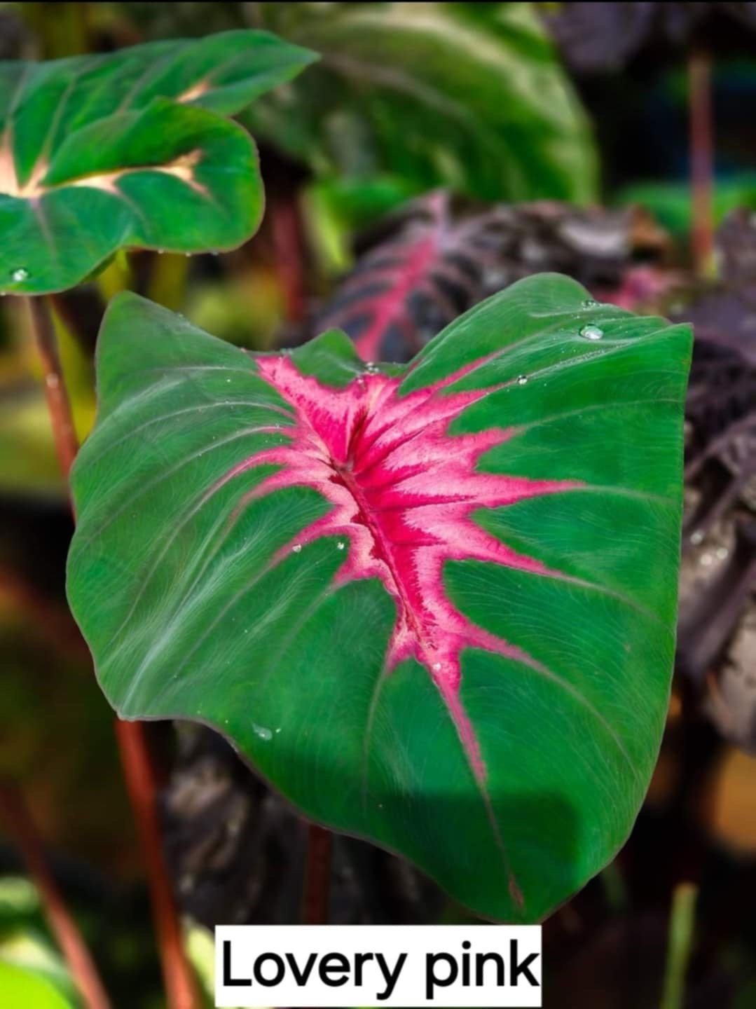 colocasia lovery pink