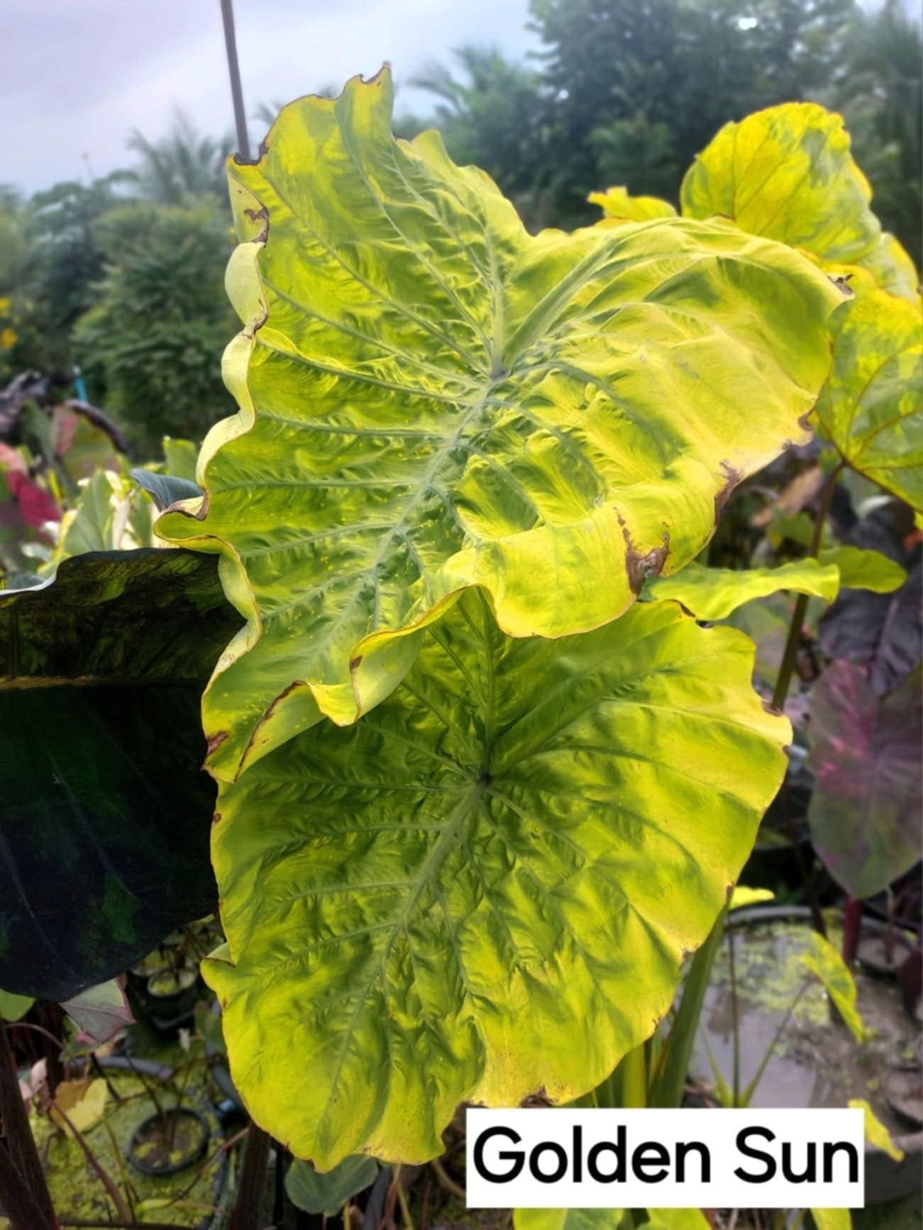 colocasia golden sun