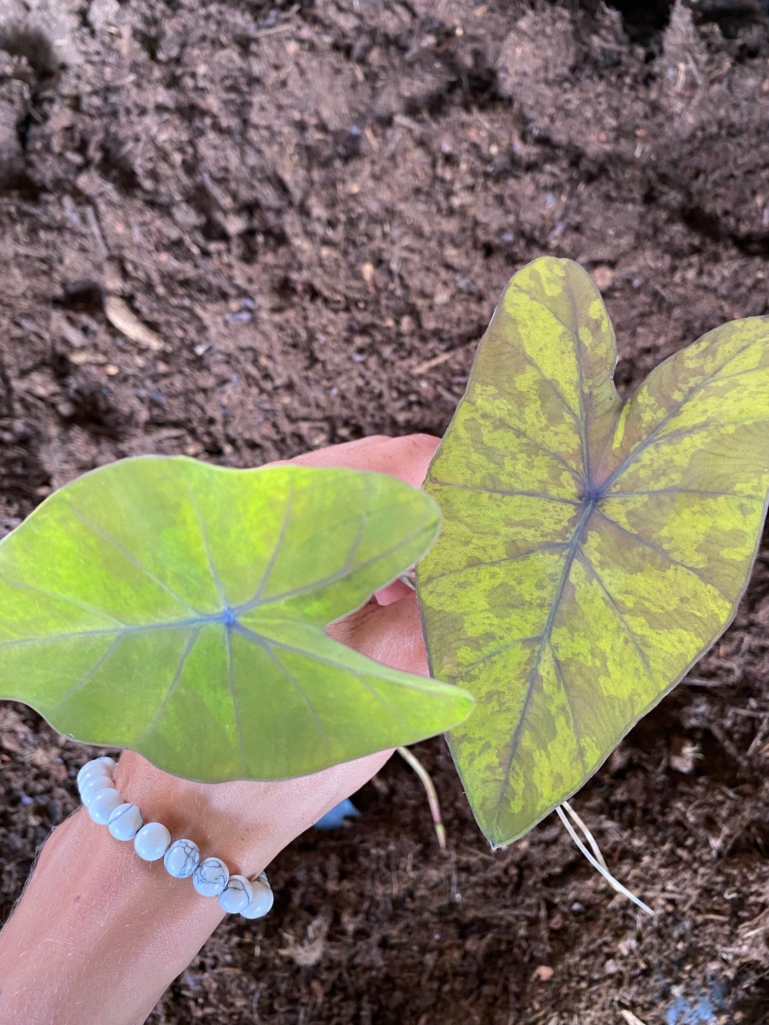 colocasia canary