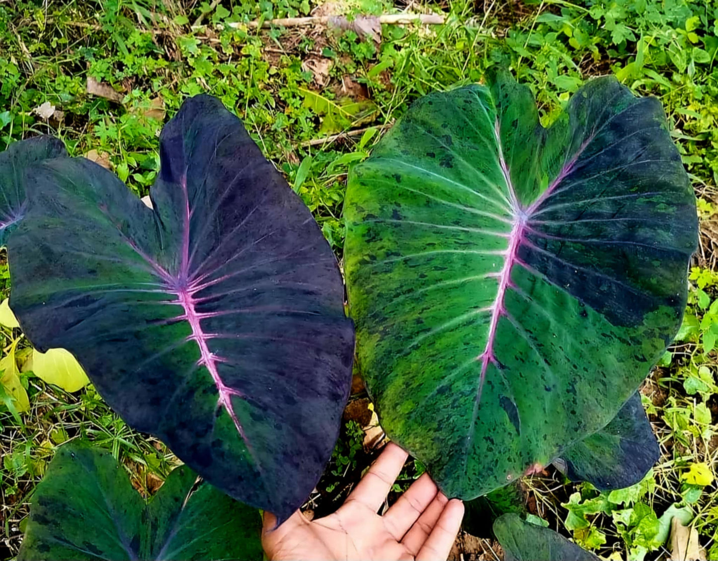 colocasia Dark  Dawson