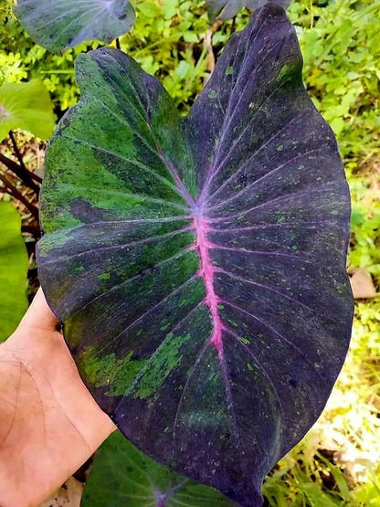 colocasia Dark Dawson