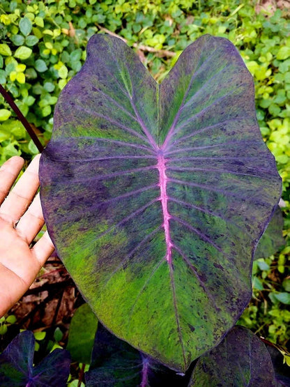 colocasia Dark Dawson