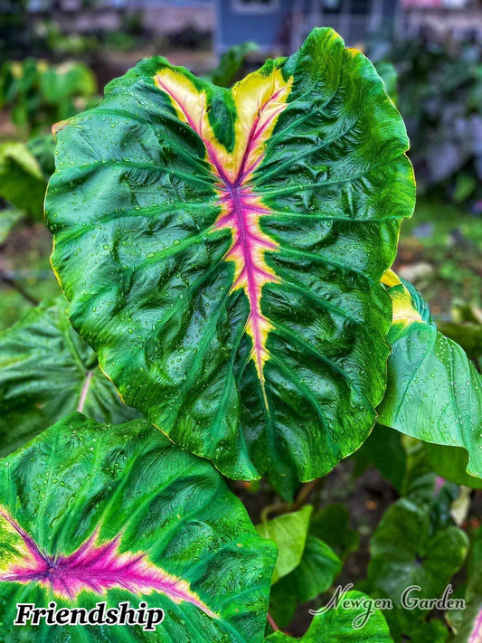 colocasia friendship