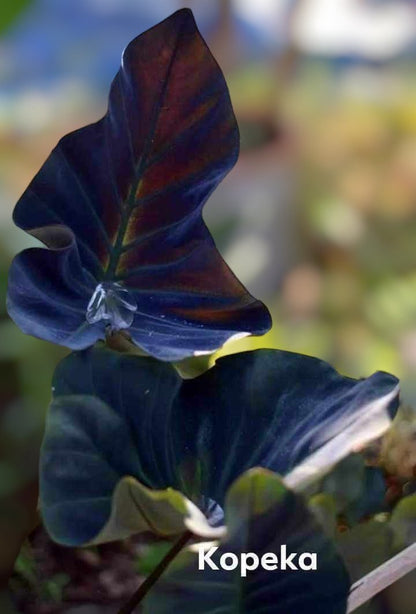 colocasia kopeka