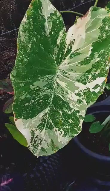 Colocasia kirimas