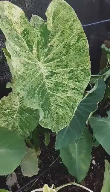 Colocasia green gossy