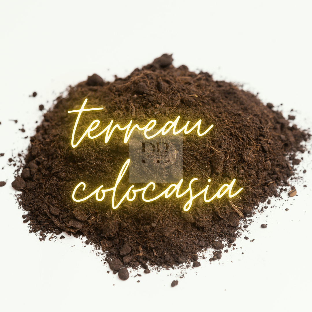 Terreau pour colocasia