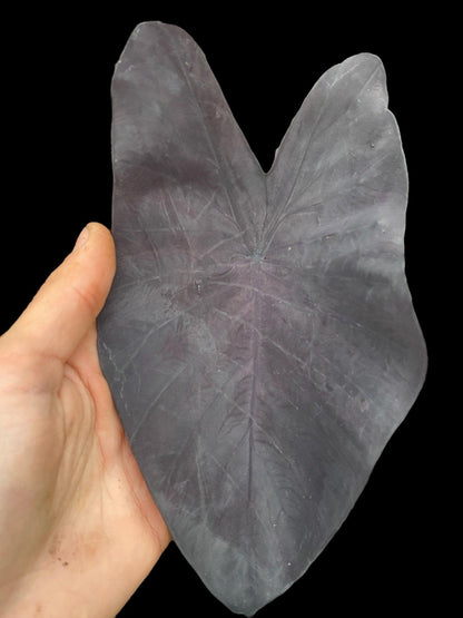 Colocasia black magique