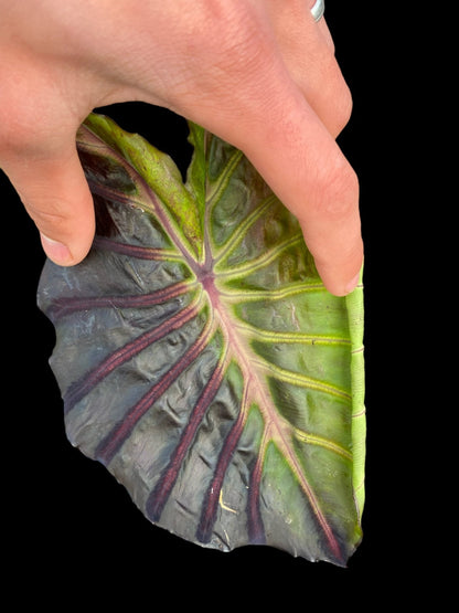 Colocasia rainbow god