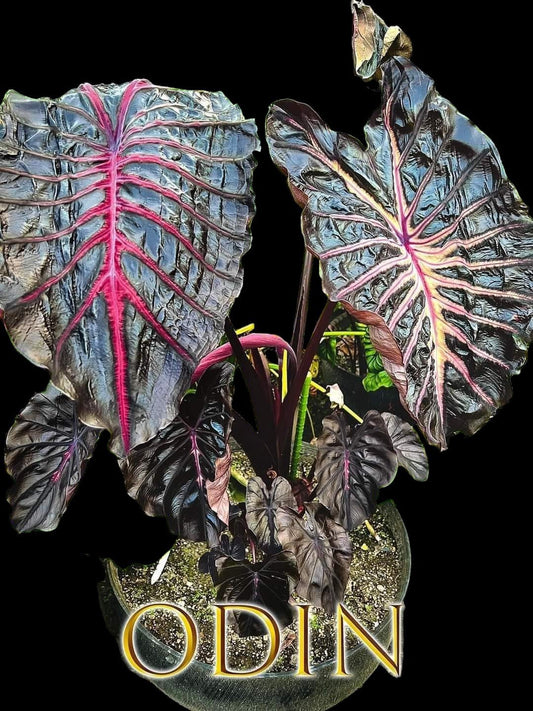 Colocasia Odin