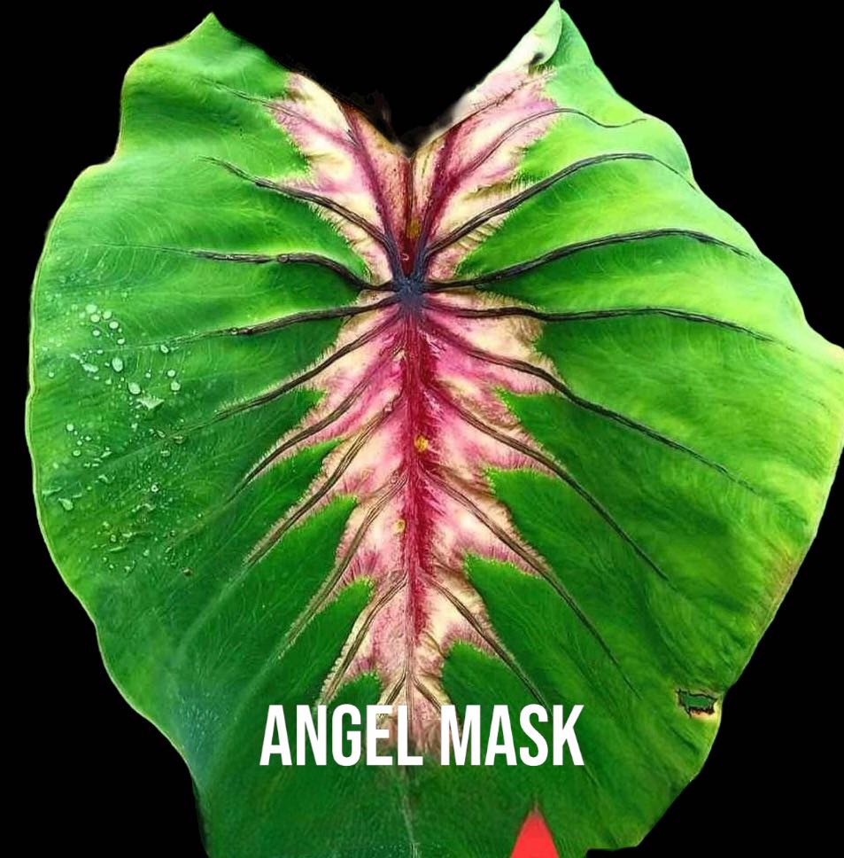 colocasia angel mask