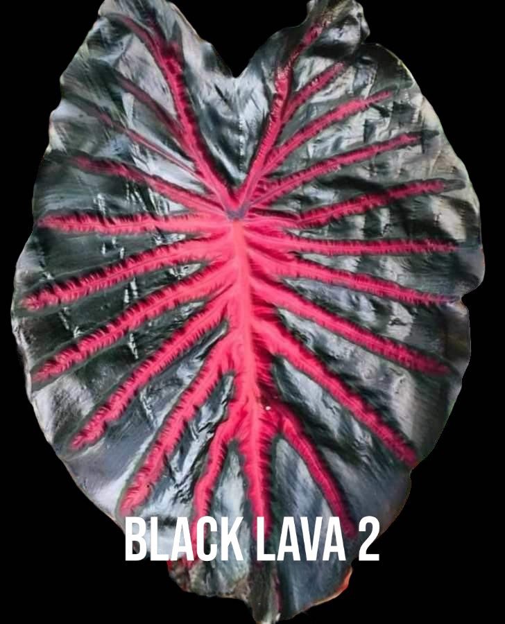 colocasia black lava 2